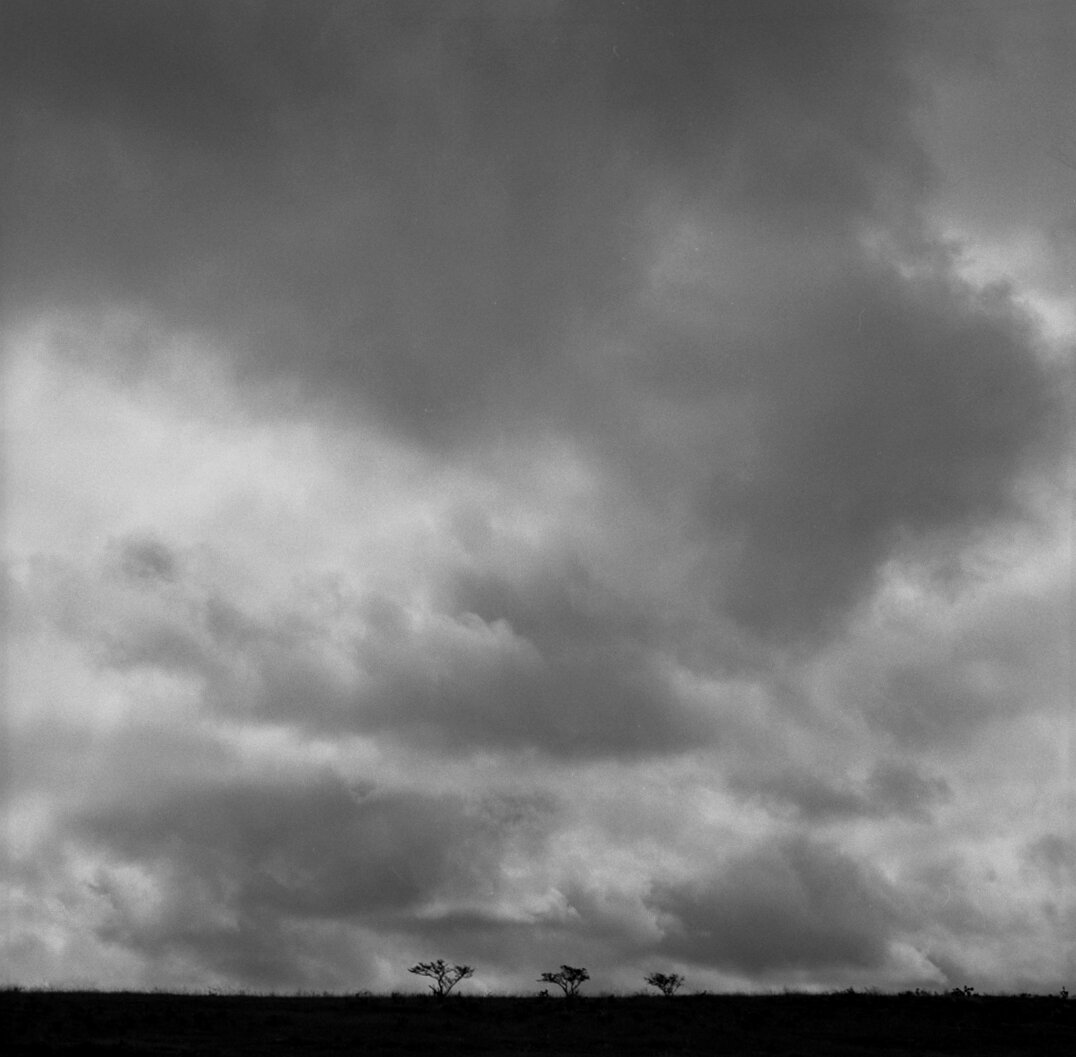 3 Trees by Jock McDonald