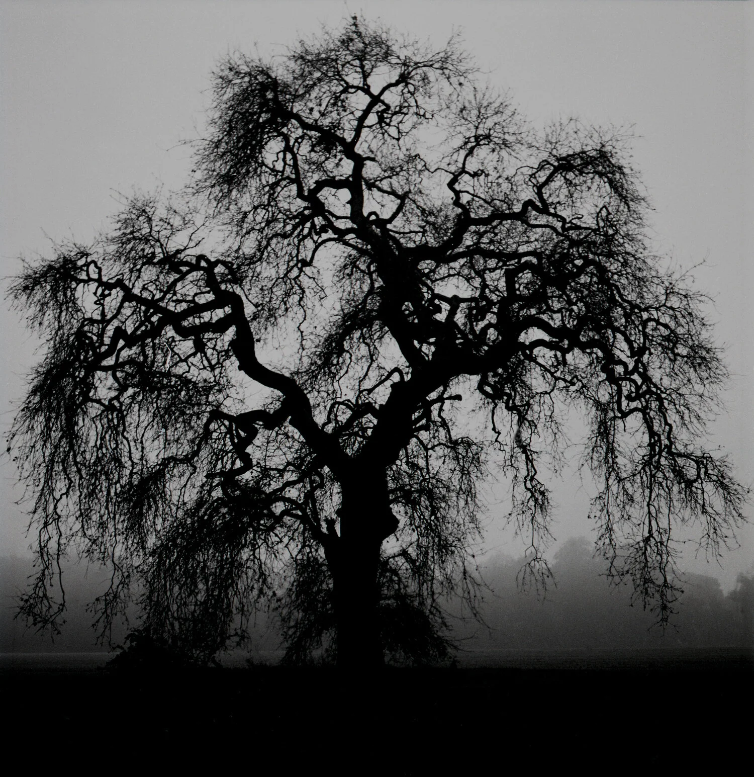 Tree by Jock McDonald