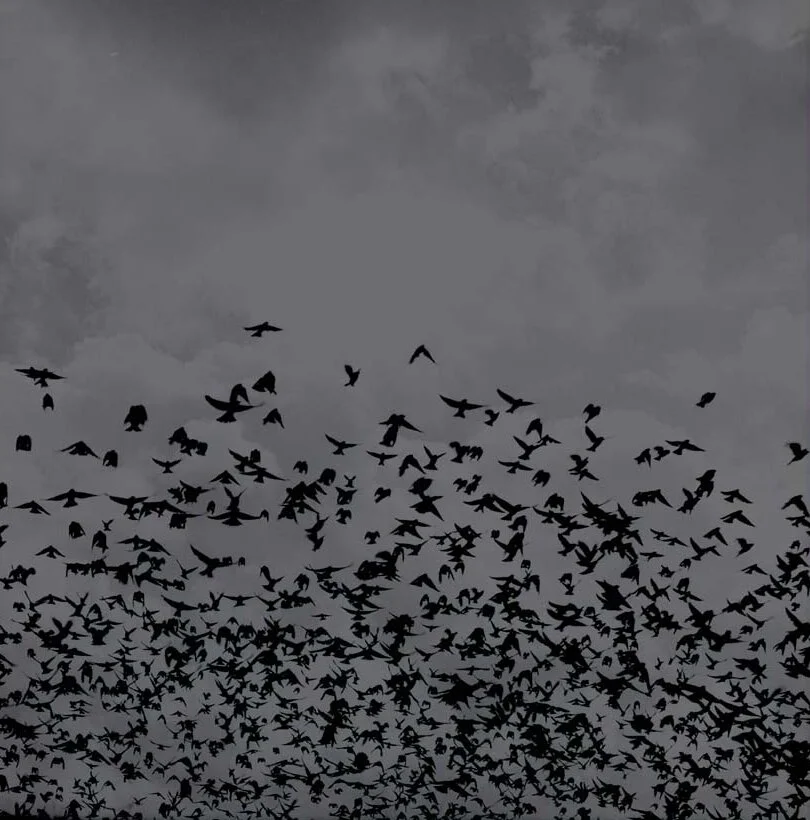 Birds, Mexico by Jock McDonald