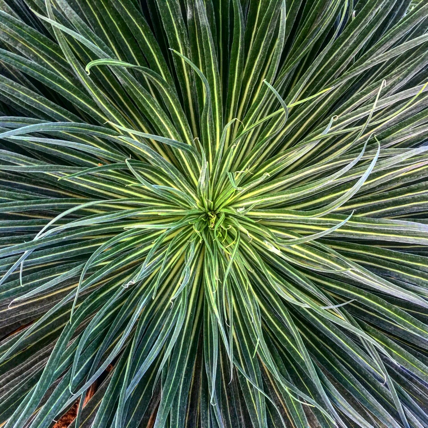 The Nature of Nature by Jock McDonald