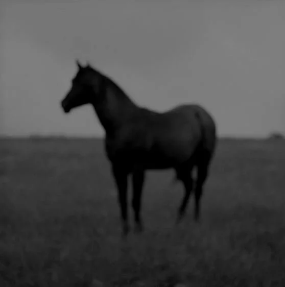 El Caballo by Jock McDonald