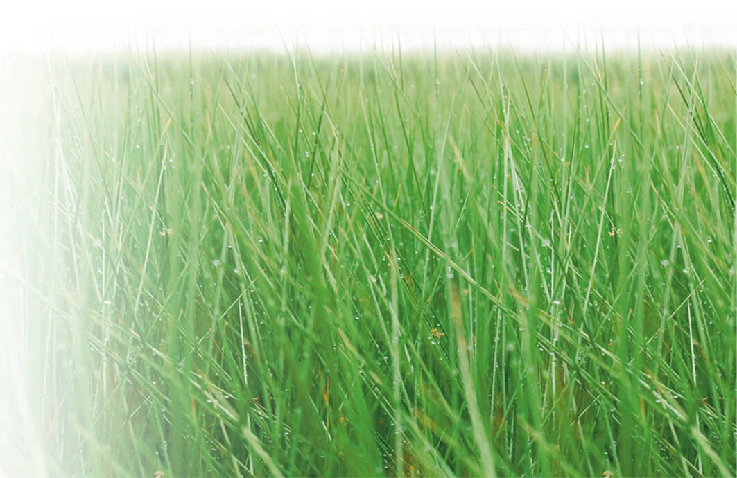 16Yatsushiro’s Best Known Plant Rush Grass-01.jpg