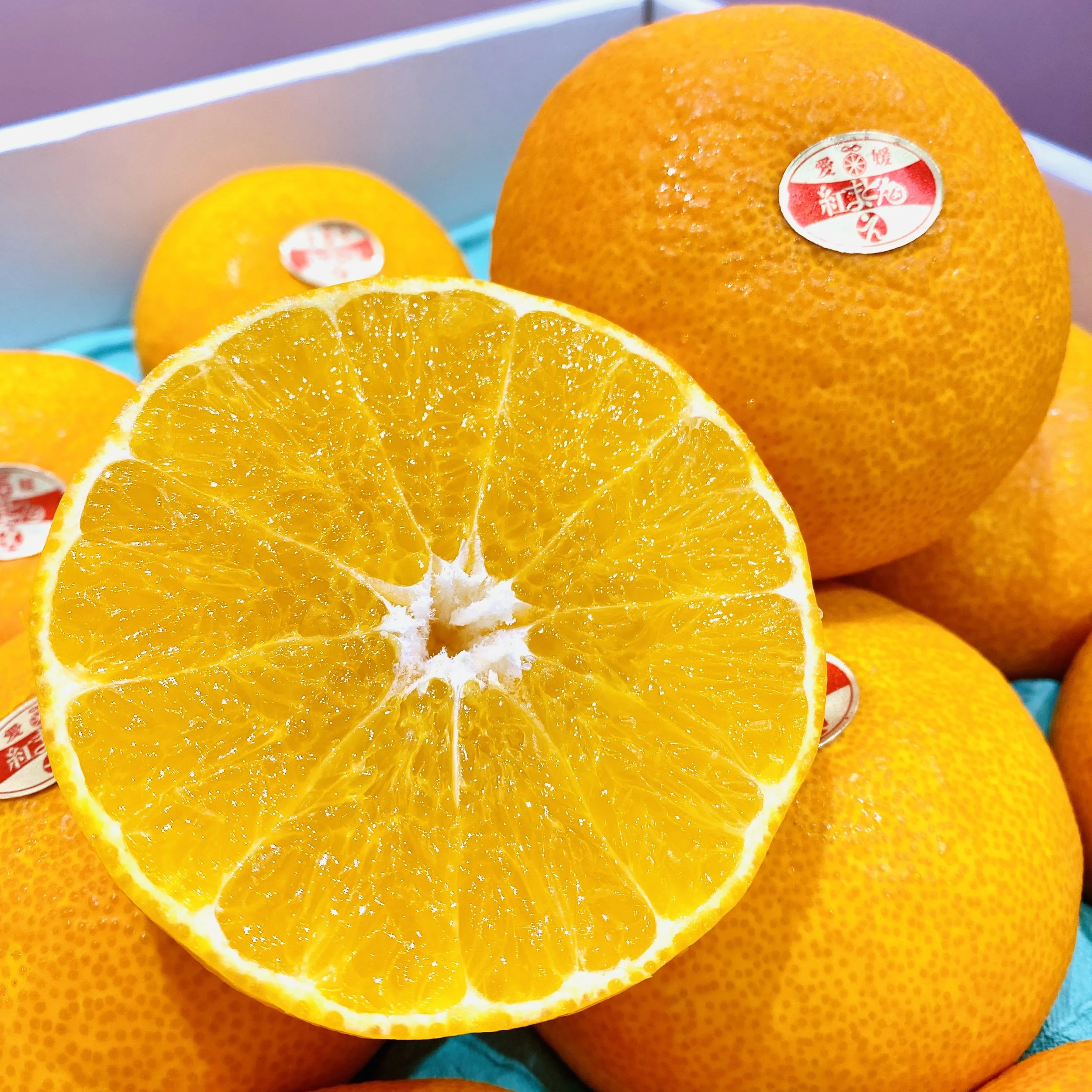 Japanese Benimadonna Orange.jpg