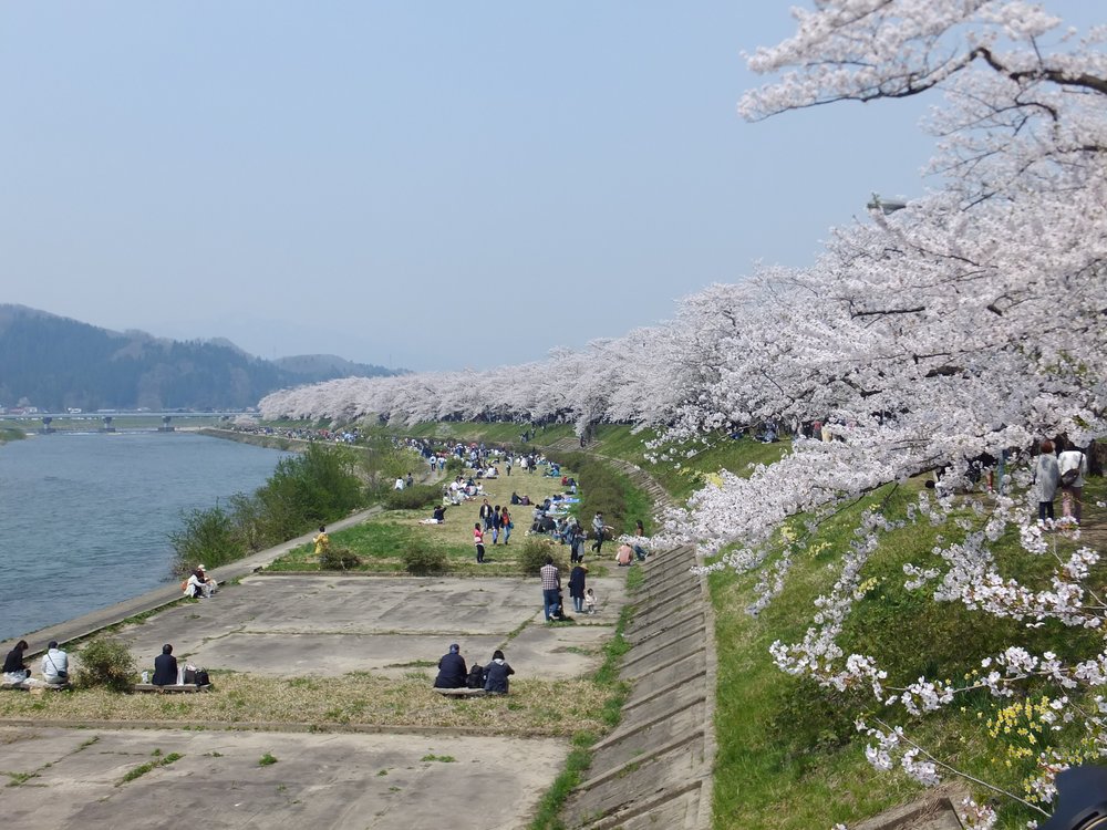 Cherry_blossom_along_the_Hinokinai_River_20180428d.jpg