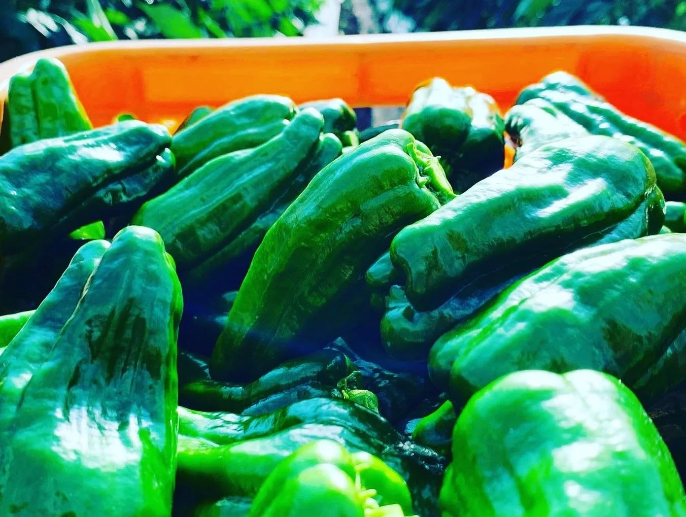 Umami Hajike Tobu Peppers