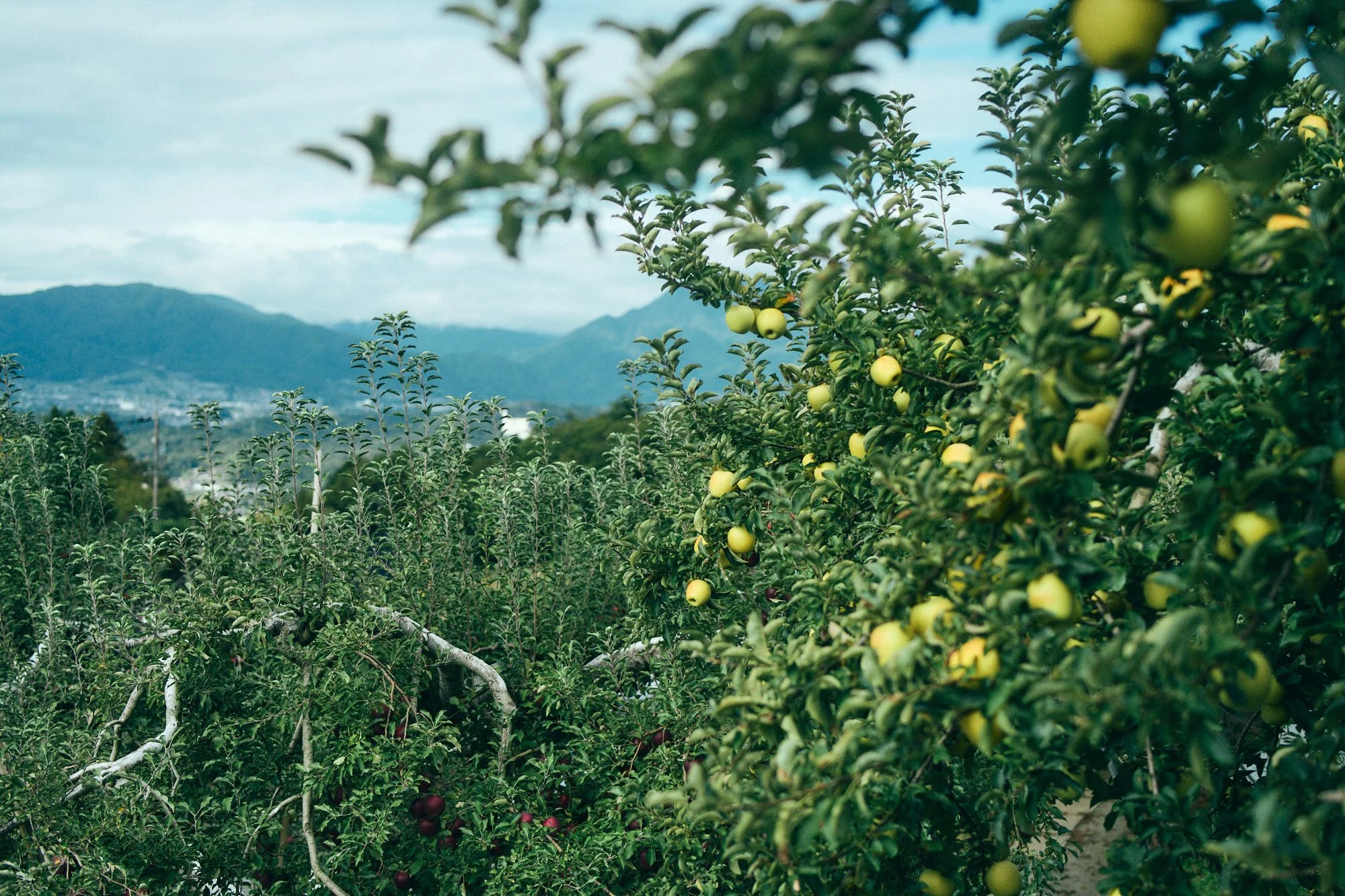 gold apples.jpg