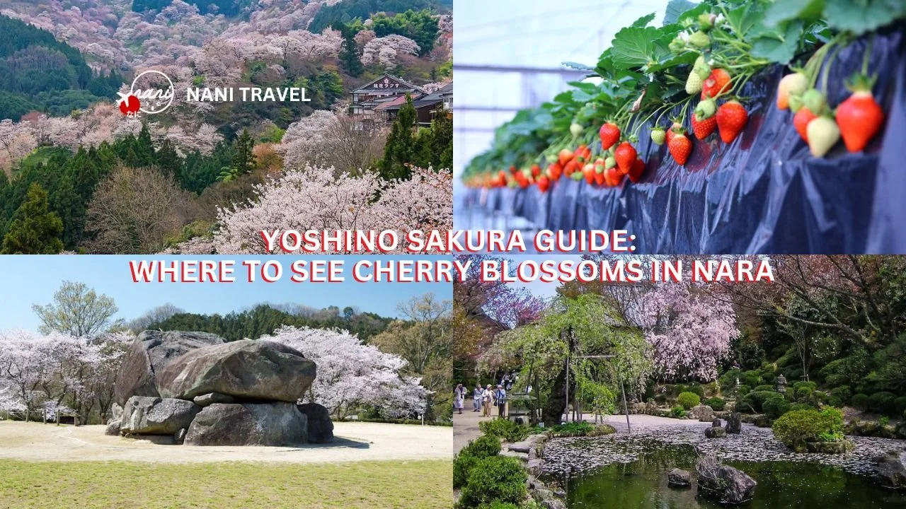 Yoshino Sakura Guide: Best Places to See Cherry Blossoms in Nara