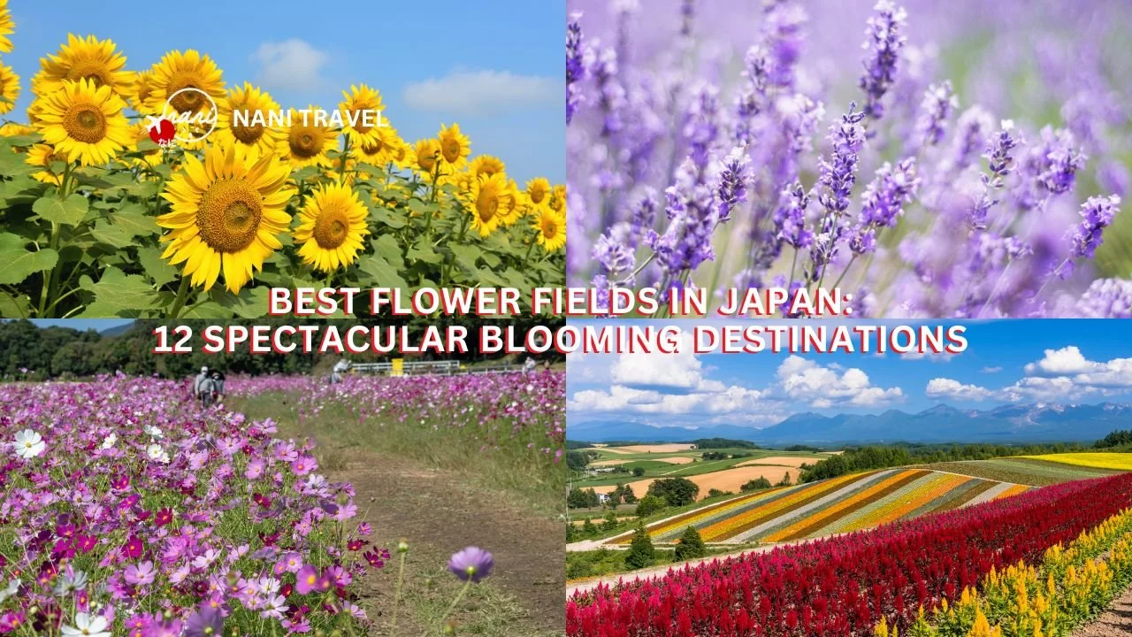 Best Flower Fields in Japan: 12 Spectacular Blooming Destinations Throughout the Year