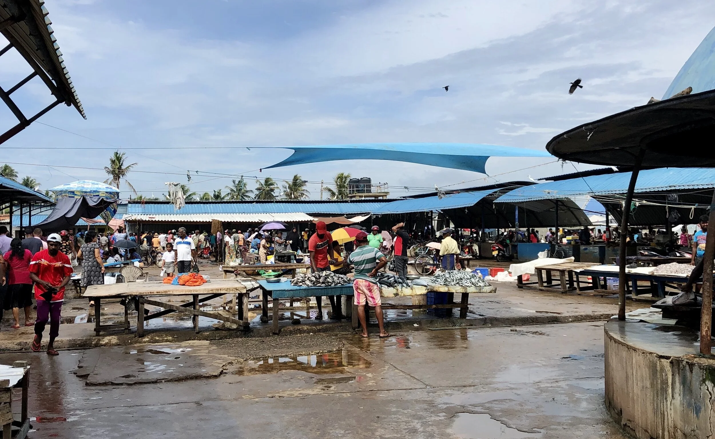 SRI LANKA: Boutique Negombo Tour