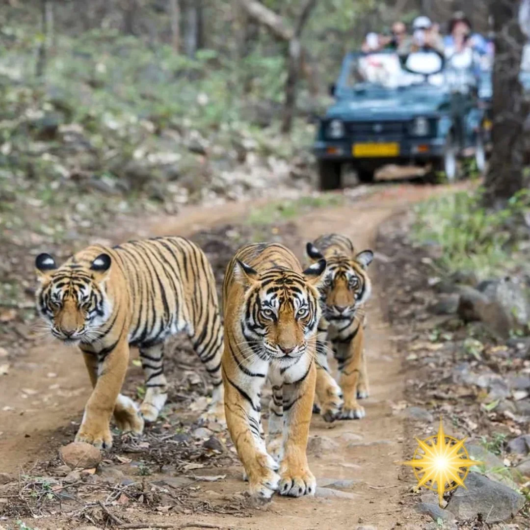 Step into a royal dream in Rajasthan! 🇮🇳

Tour Dates:
February 2026 
November 2026

From sunrise over the Taj Mahal to sunset on Udaipur&rsquo;s shimmering lakes, this 16-day journey is a living tapestry of India&rsquo;s timeless beauty. Sleep like