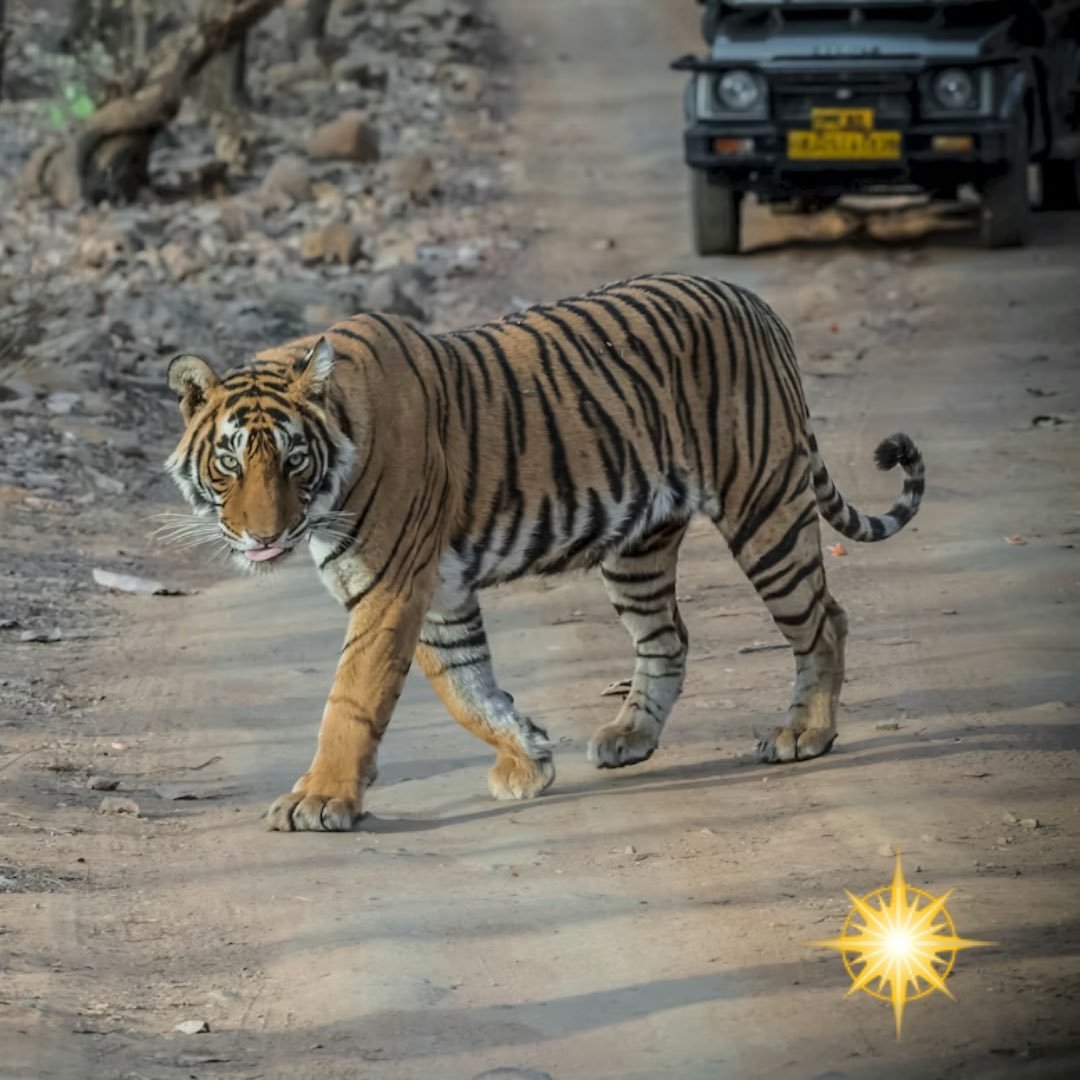 Regal India! 🇮🇳

Tour Dates:
February 2026
9th - 24th November 2026

Experience the magic of India on our 16-day Boutique Grand Rajasthan Tour, where royal palaces, iconic cities, and rich traditions come to life. Stay in luxury heritage accommodat