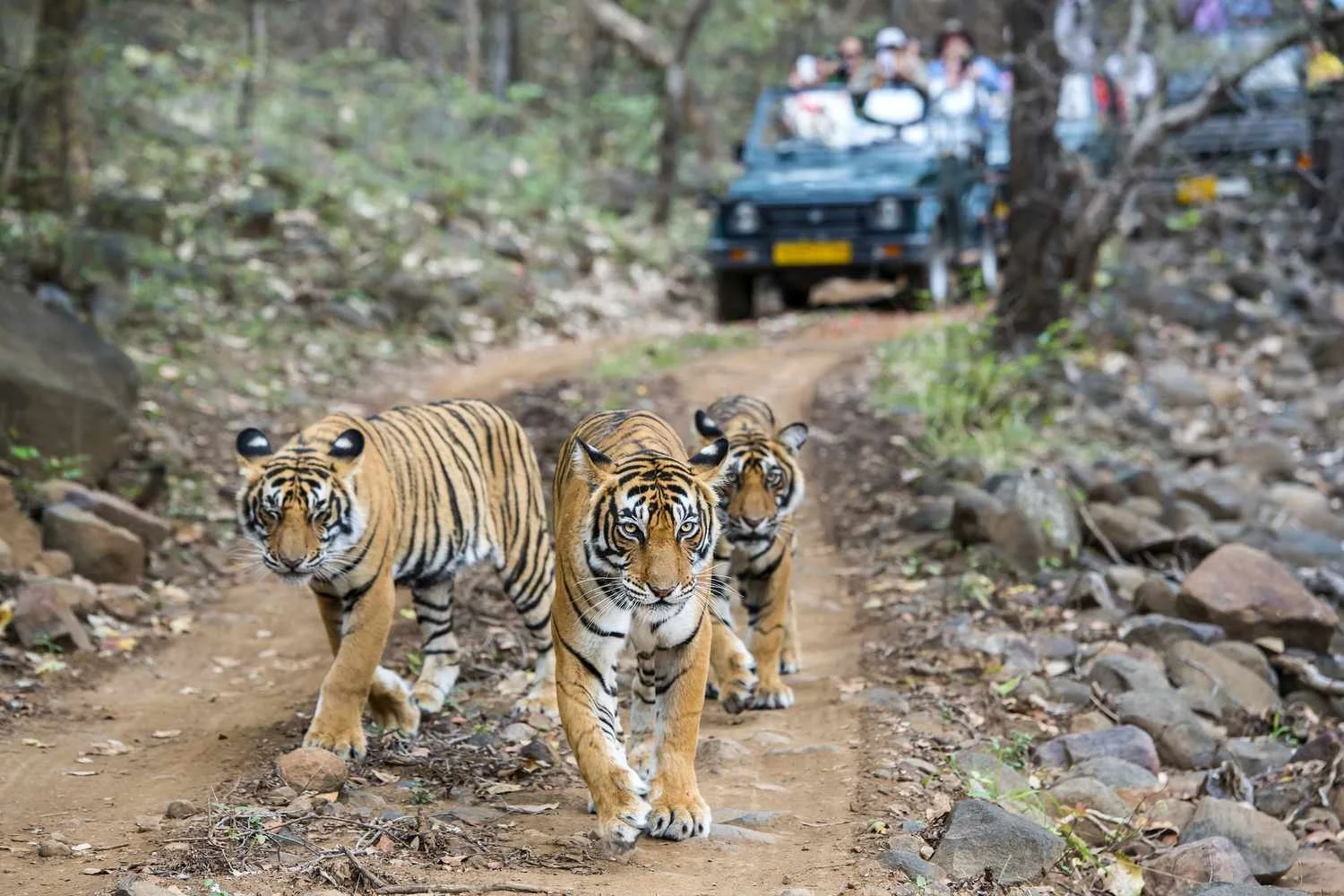 BT&T Ranthambore National Park.jpeg