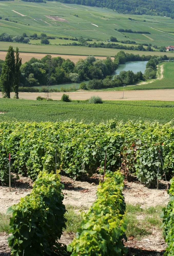champagne_scenery_river_marne.jpg