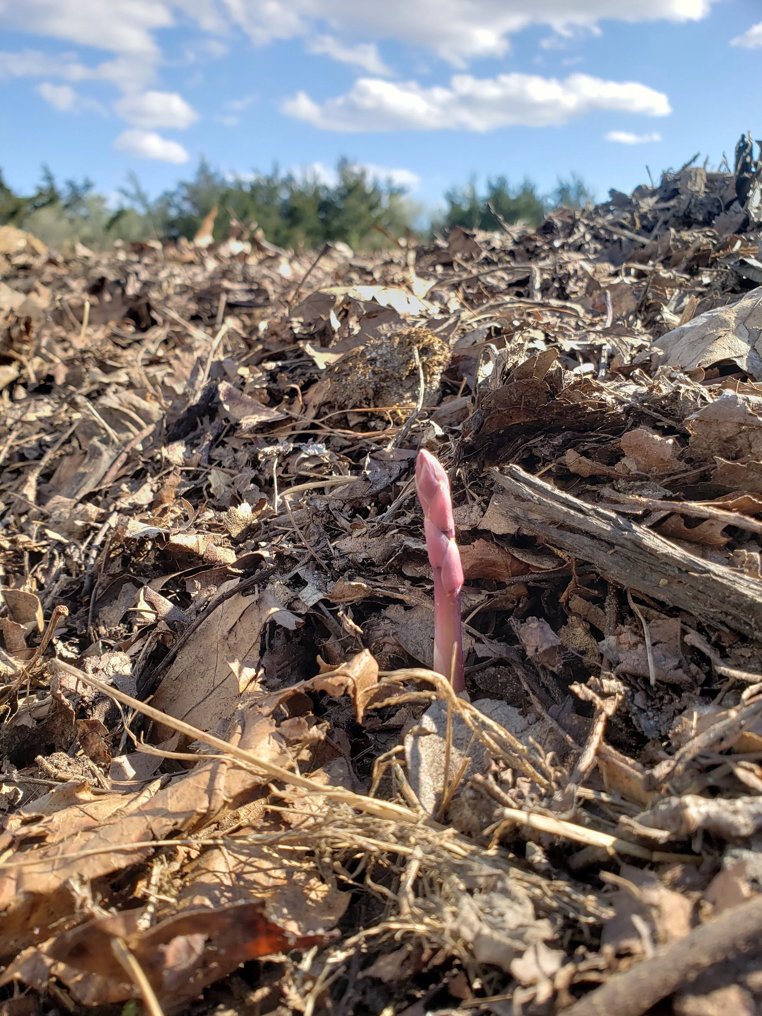 Ryan Lertora - 8 Asparagus.jpg