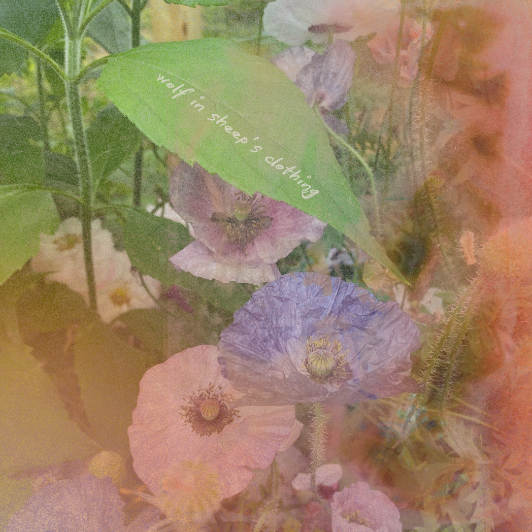 Wolf in Sheep's Clothing