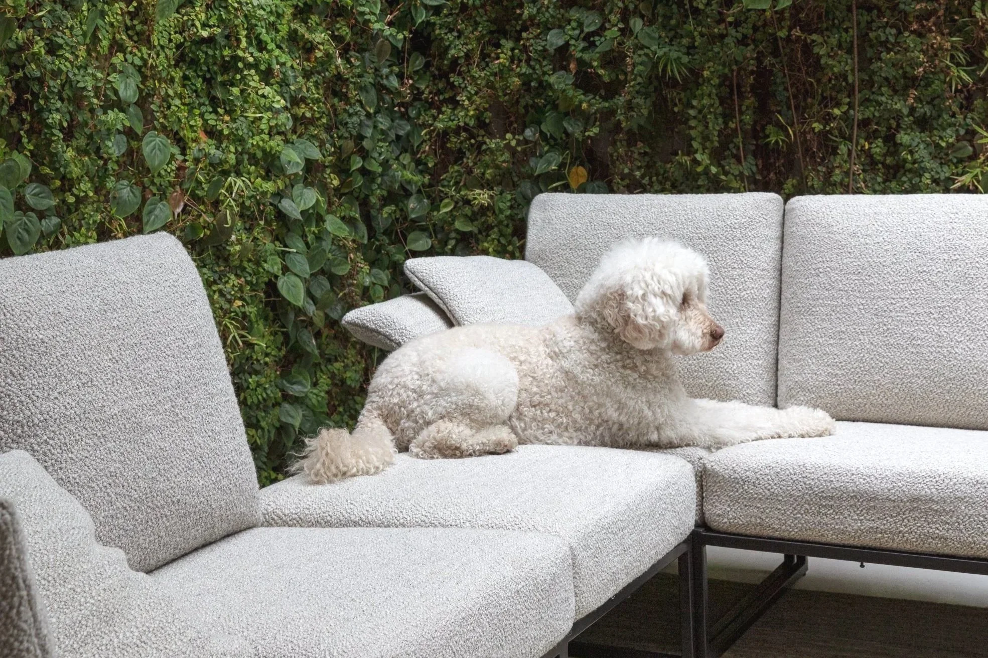 Ligne Pure Belgian multi-me sofa and rug - A white curly-haired dog lying on a light gray outdoor sofa with a background of green bushes.