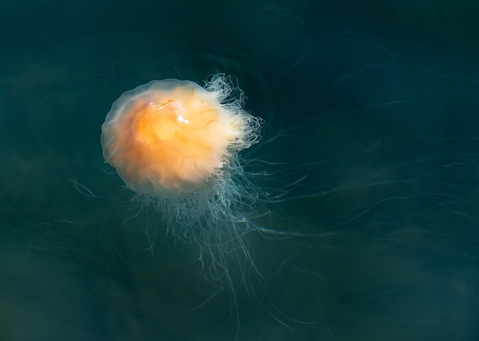 Jellyfish types most commonly found in waters around the UK.