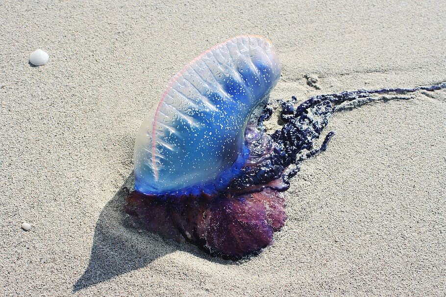 Moon Jellyfish Aurelia Aurita - YouTube