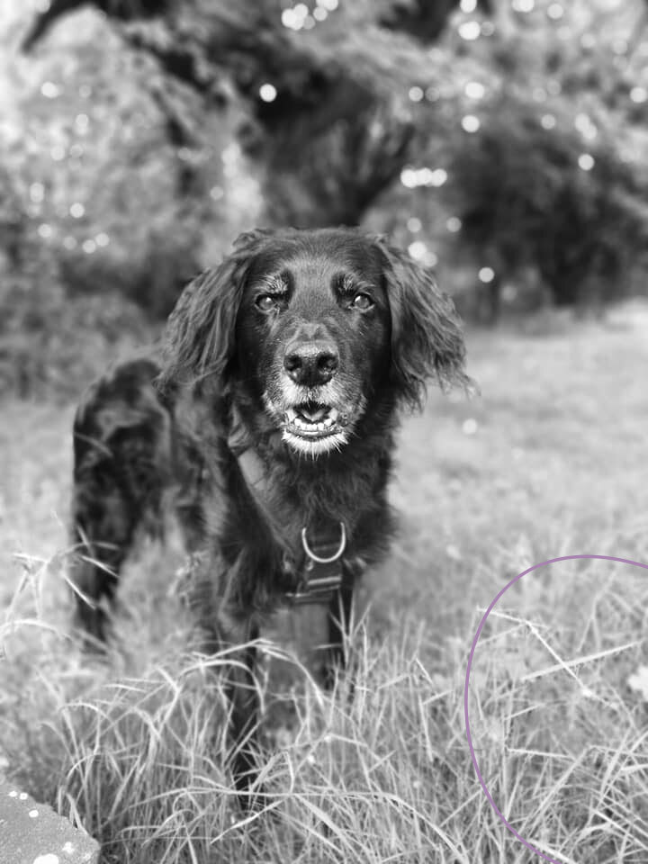 old-dog-out-walking.jpg