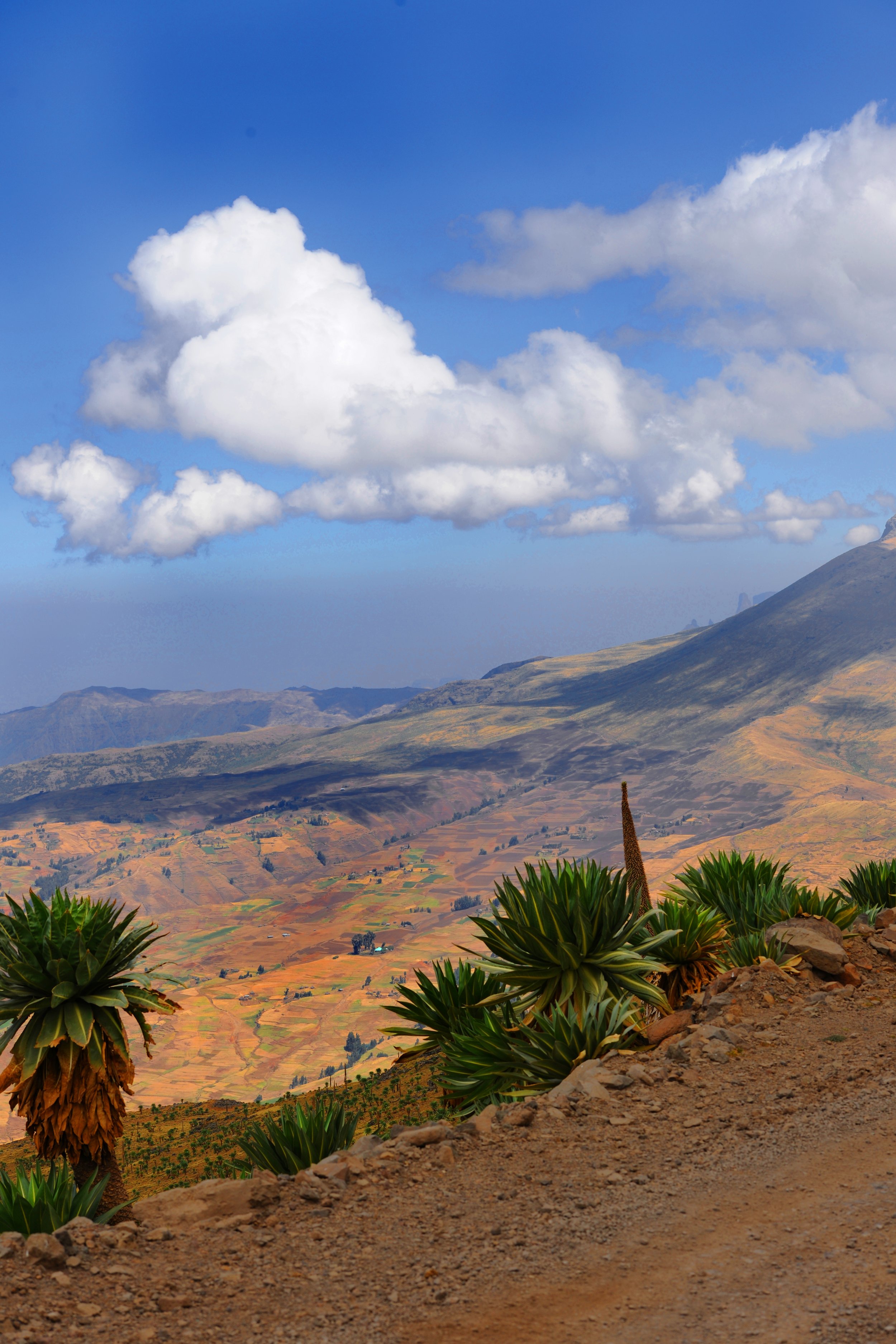 simien8.jpg