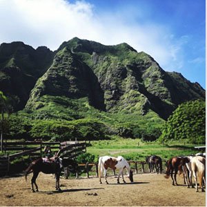 Windward-retreat-horseback-ridding.jpeg