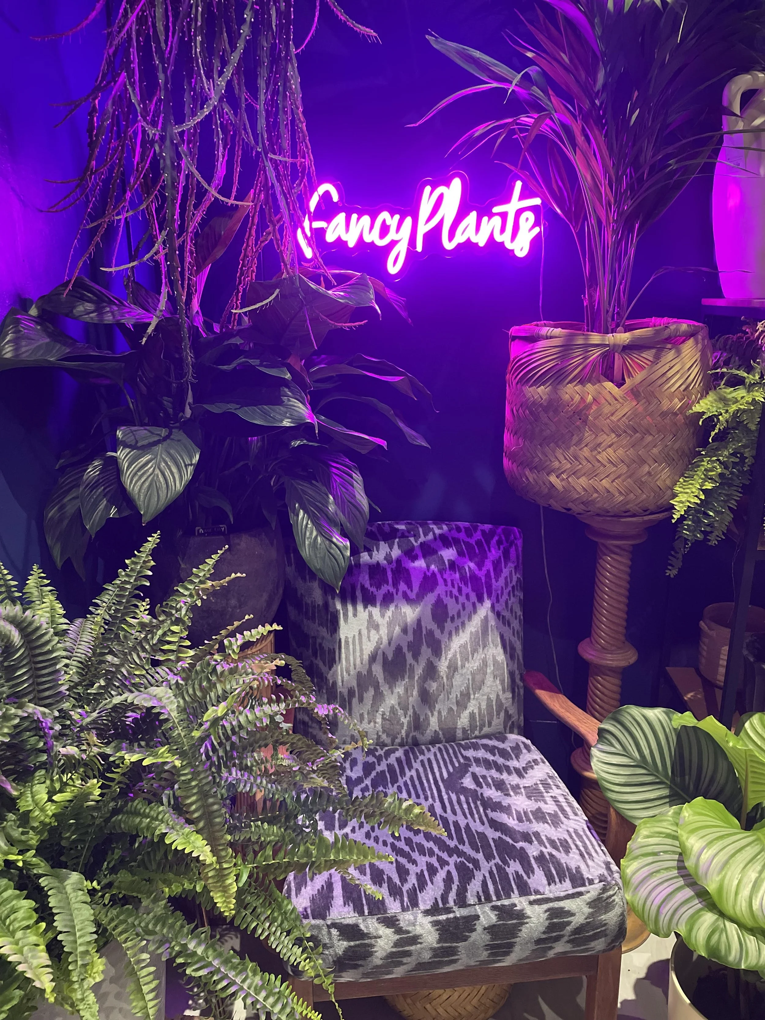 Fancy Plants House Plants Plant care advice Bristol