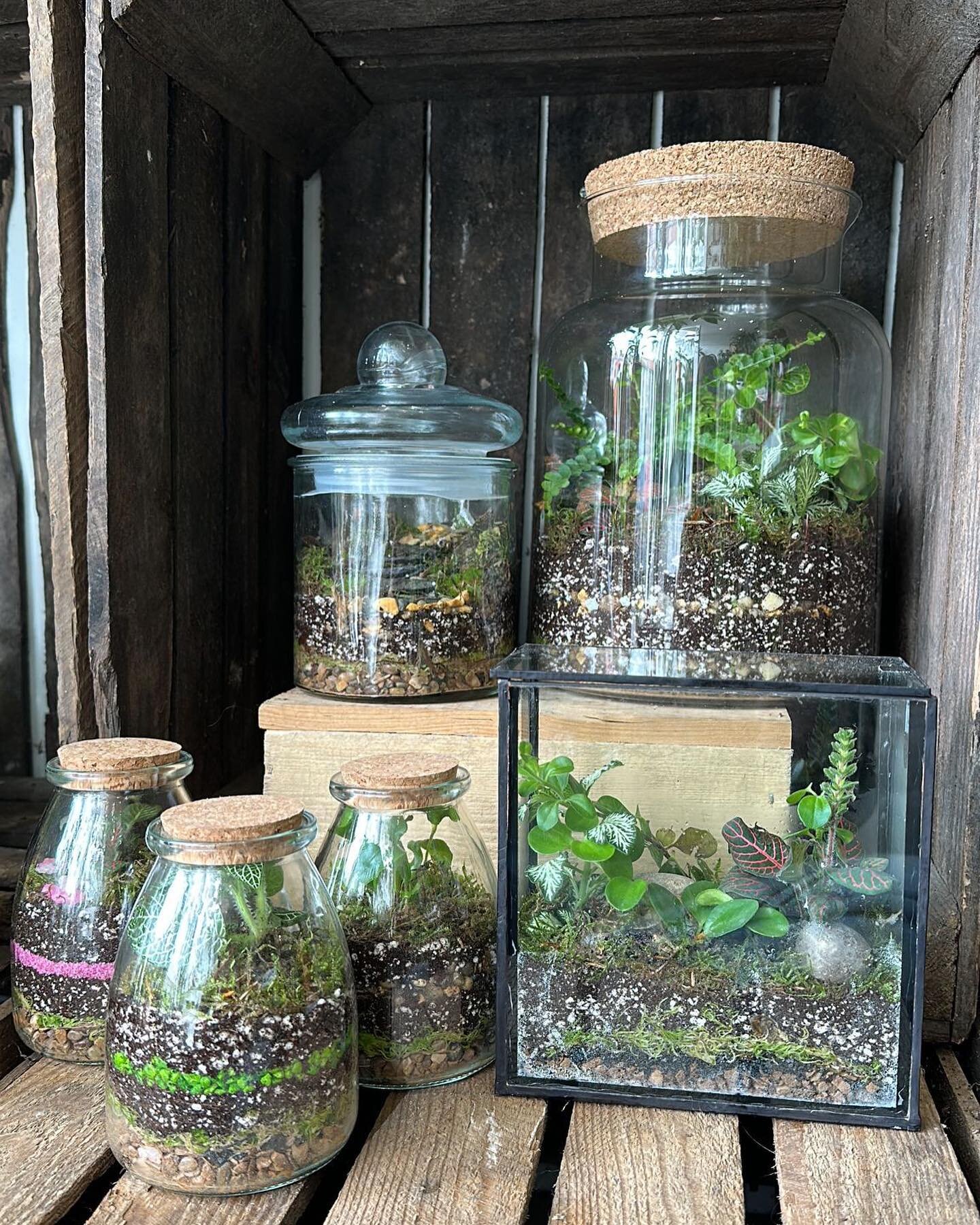 Did you know we make all our own terrariums. Just a few at a time so we always have a range of styles and sizes. Prices start at just &pound;16.50. They need minimal care and are beautiful to look at. And we have just taken delivery of some gorgeous 