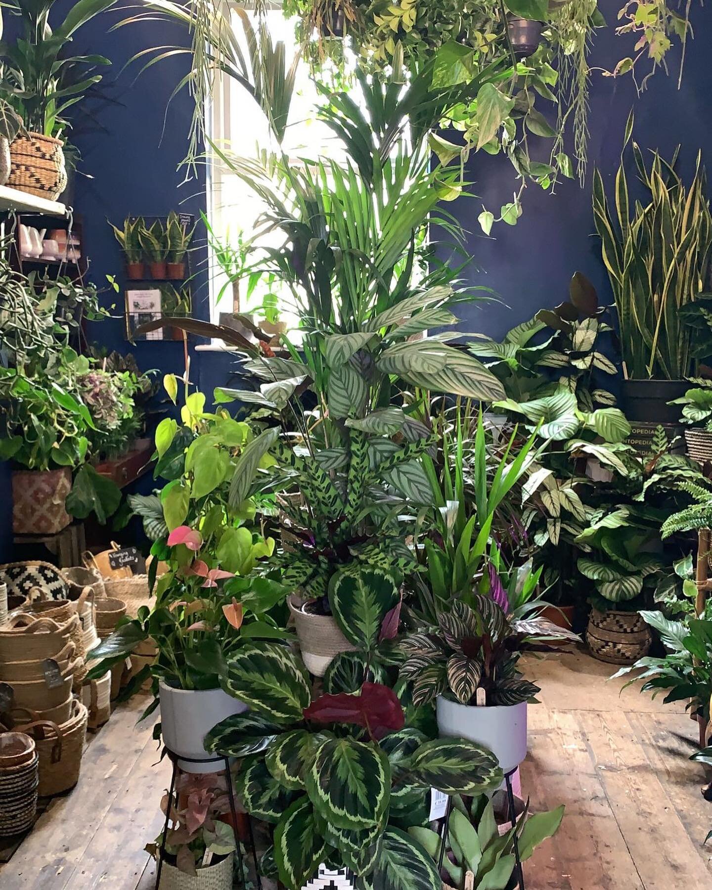 We&rsquo;ve been getting ready for Xmas for quite a while now and the shop is full to the brim with leafy goodies and lots of planty pressies. 

Check out our huge selection of plants, our own terrariums and everything you need to make one, pot hange