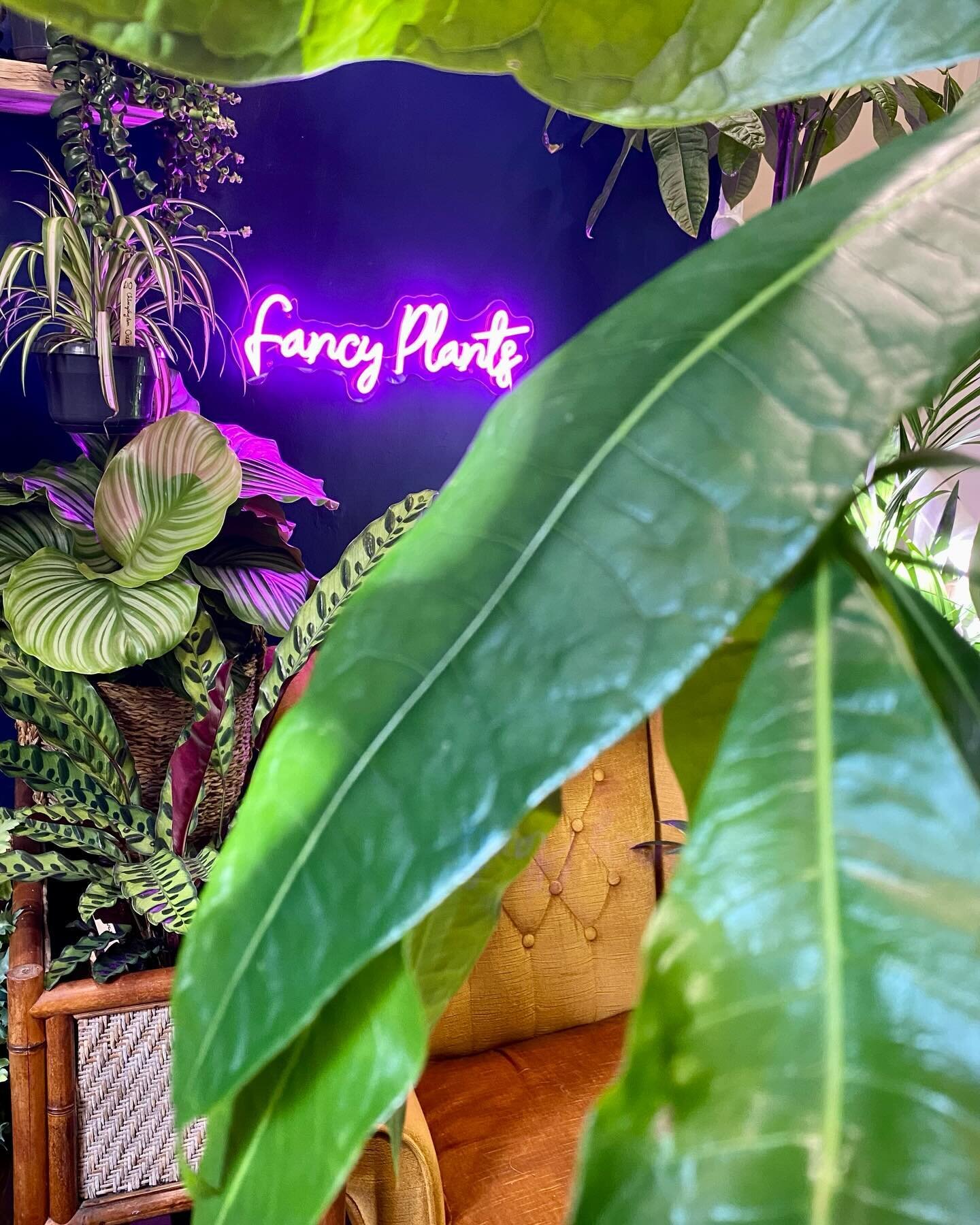 We are looking for someone to join our little team part time in the new year. You&rsquo;ll need some retail experience and of course love love love plants. We will train you in the FP ways, pay the living wage and above and give you a generous staff 