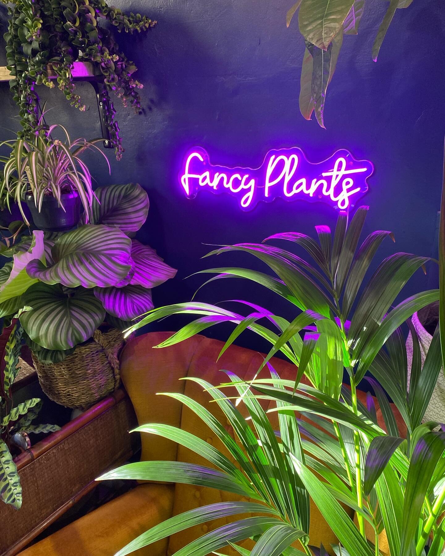 GIVE AWAY TIME!!
Fancy Plants is 5 years old this weekend and we are going to CELEBRATE! 🥳 

First off this is your chance to win win win cash to spend in the shop. There is a total of &pound;100 to be won. We are giving away Fancy Plants vouchers t