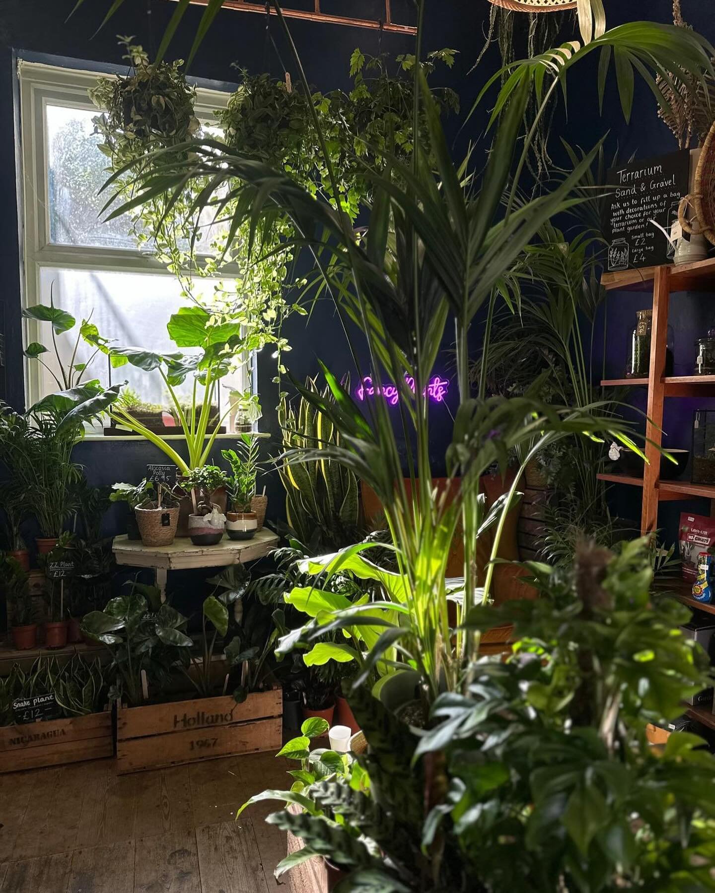 If you&rsquo;ve not been to our shop you&rsquo;re really missing a treat. We have two rooms stuffed full of house plants from the easy care to the more unusual. Our blue room, pictured here, houses our shade lovers including a huge selection of calat
