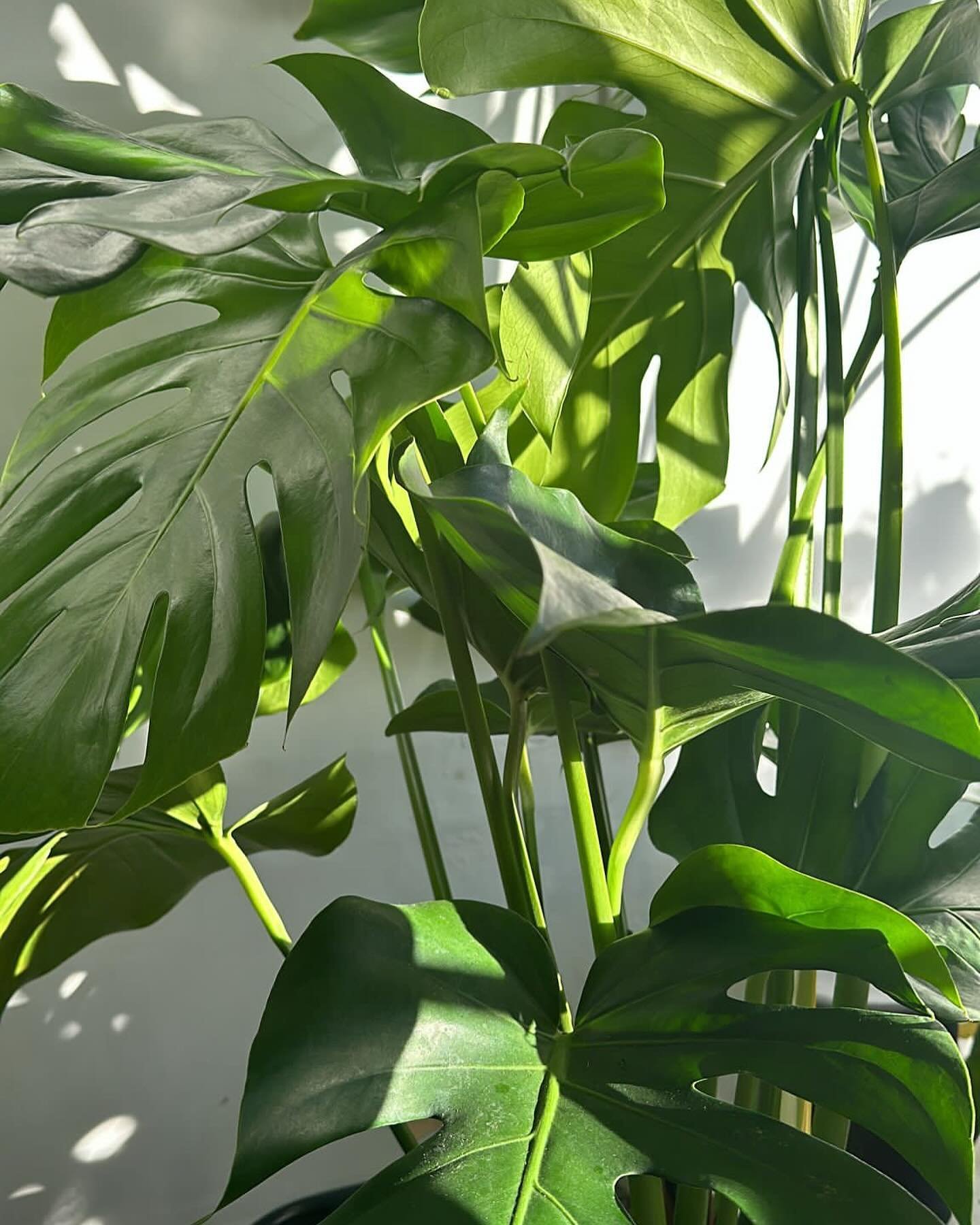 It&rsquo;s Monstera Monday. Lots of you have them, they grow fast, are easy care and those leaves!!!! The Monstera deliciosa or Swiss Cheese Plant loves bright indirect light and let it dry through the soil about half way through between watering. Th