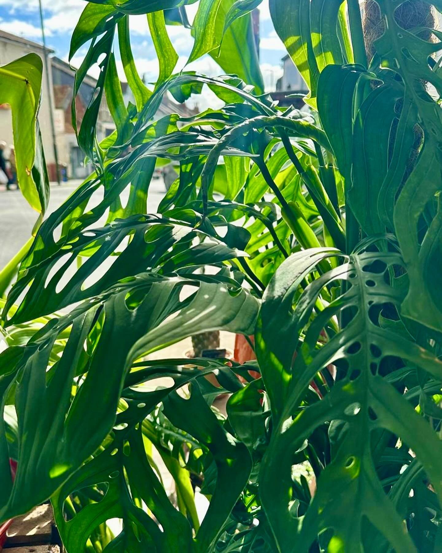 This stunning Monstera epipremnoides &lsquo;Esqueleto&rsquo; or skeleton monstera is in prime position in the shop today. It&rsquo;s nearly 5 feet tall and throwing out lots of new leaves. We are in love 😍. It&rsquo;s not often you see them at this 