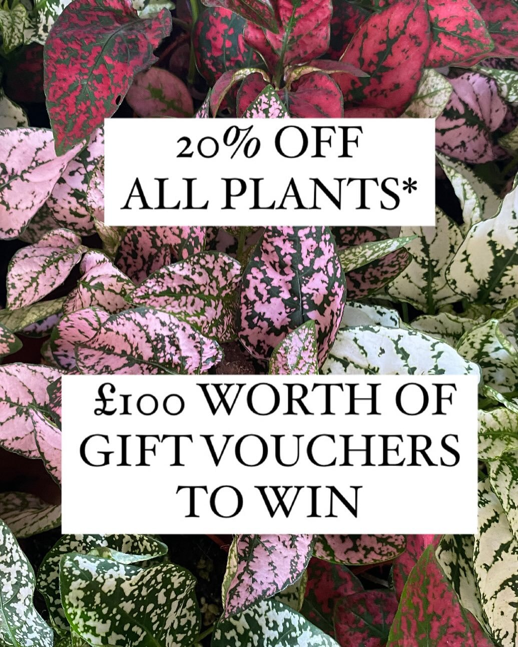 It&rsquo;s my birthday in a few days 🥳So I&rsquo;ve decided to spread the joy.  All week when you spend over &pound;25 you&rsquo;ll get 20% off plants AND we are giving away &pound;100 of plants!

Here&rsquo;s the deal!
Come into the shop from 30 Se