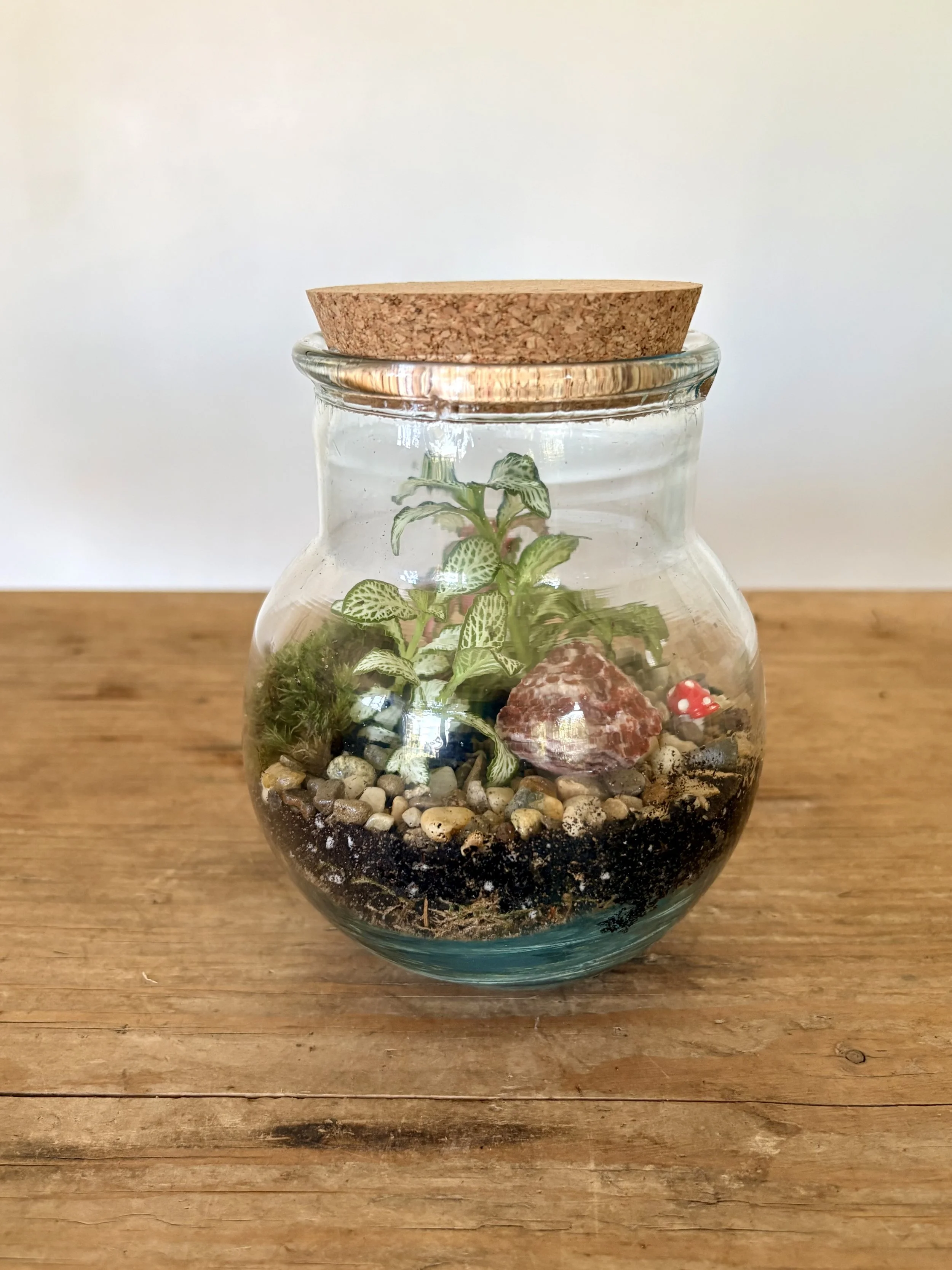 Mini Enclosed Terrarium workshop, Brislington £35 