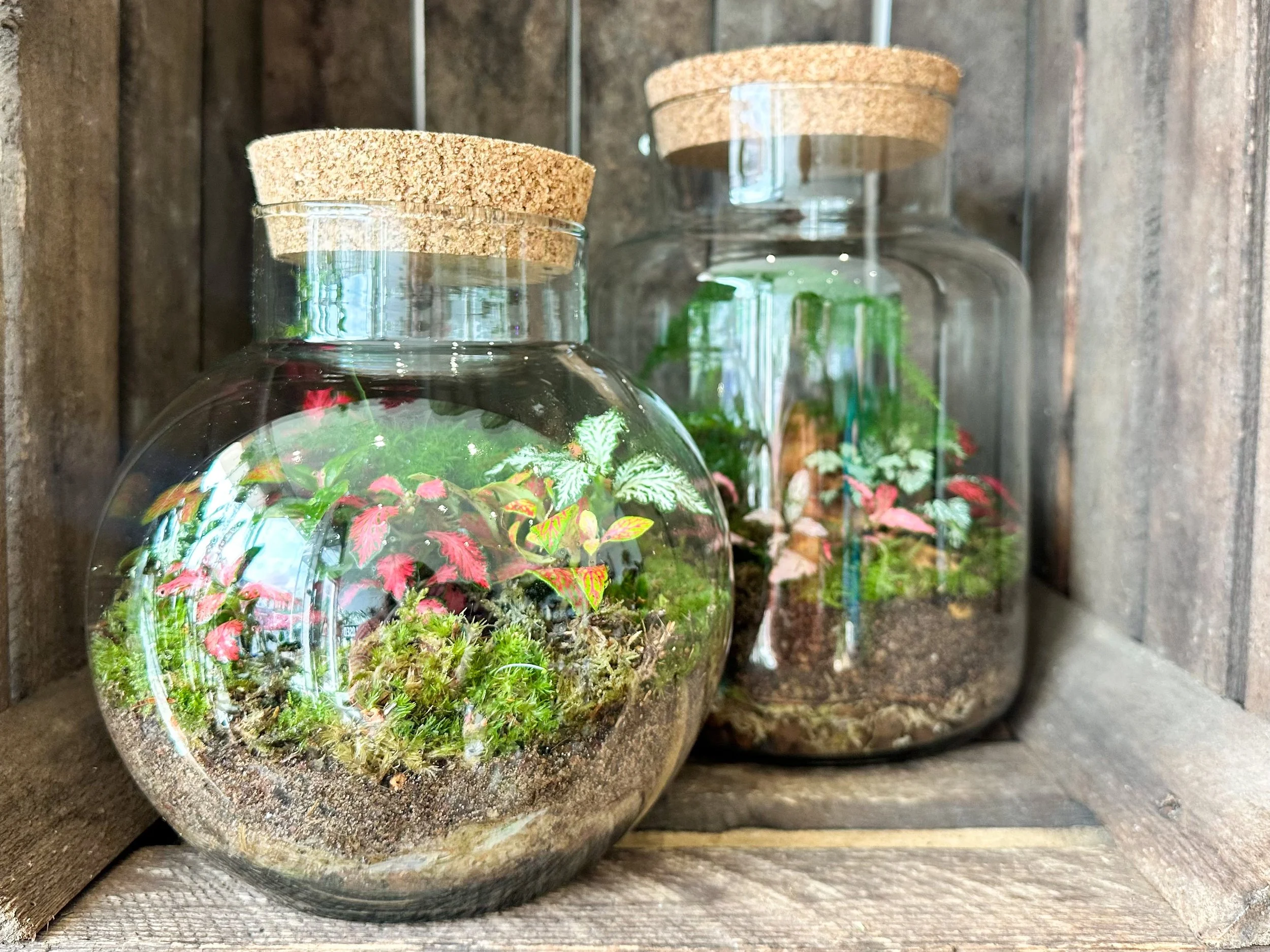 Create Your Own Terrarium With Fancy Plants, Windmill Hill City Farm