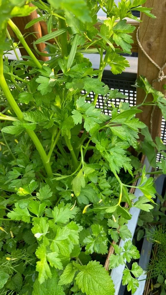 WhatsApp Image 2021-05-18 at 20.26.34.jpeg