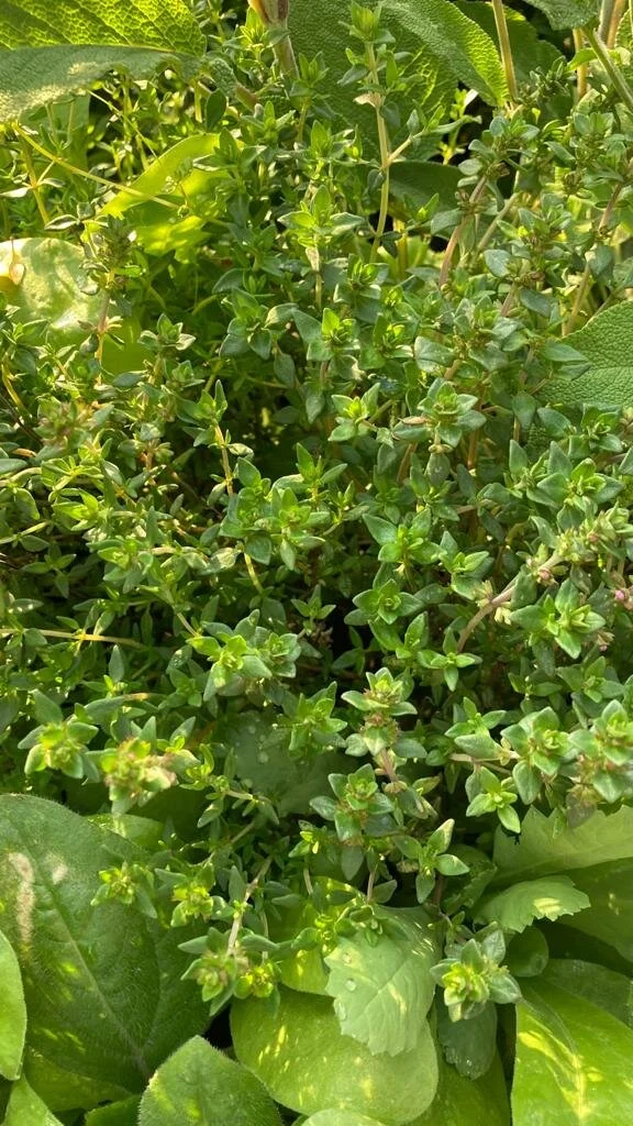 WhatsApp Image 2021-05-18 at 20.26.59.jpeg