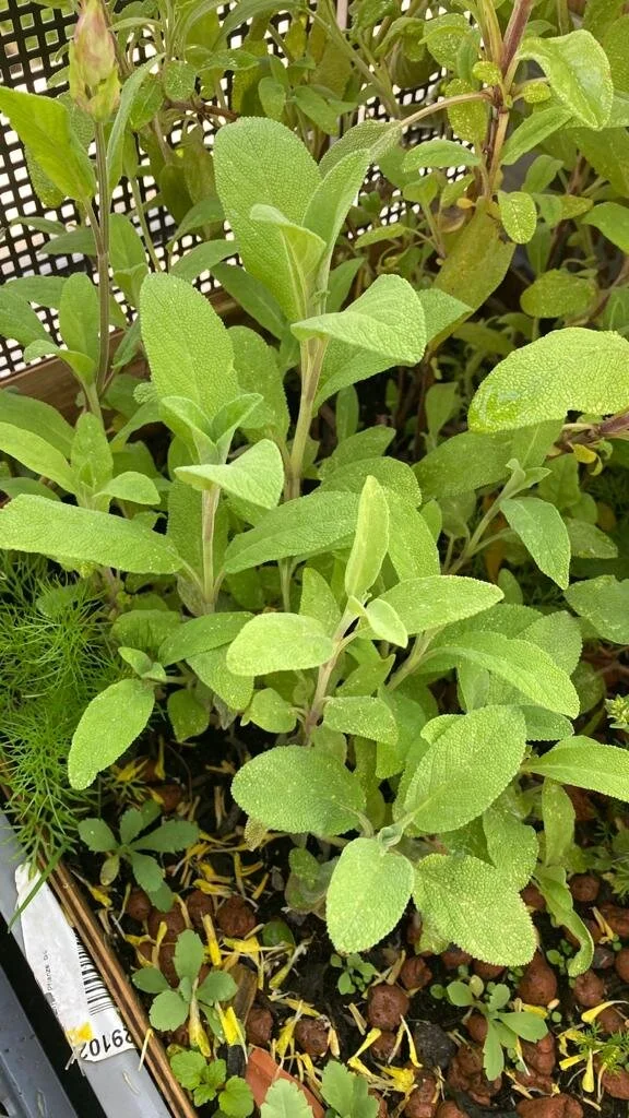 WhatsApp Image 2021-05-18 at 20.28.06.jpeg