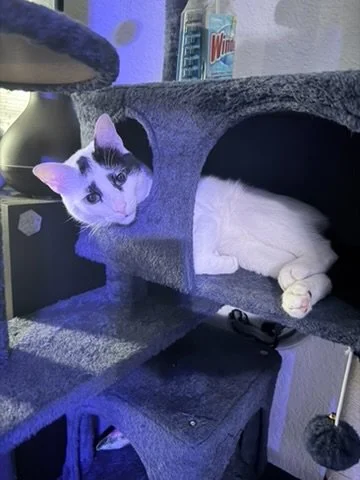 Gabe: Danny the cat