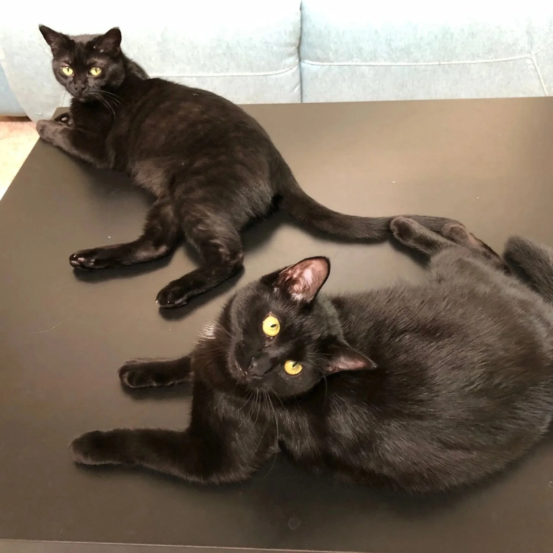 Gerty Cori- top and Moxie- bottom (Dr. Dale)
