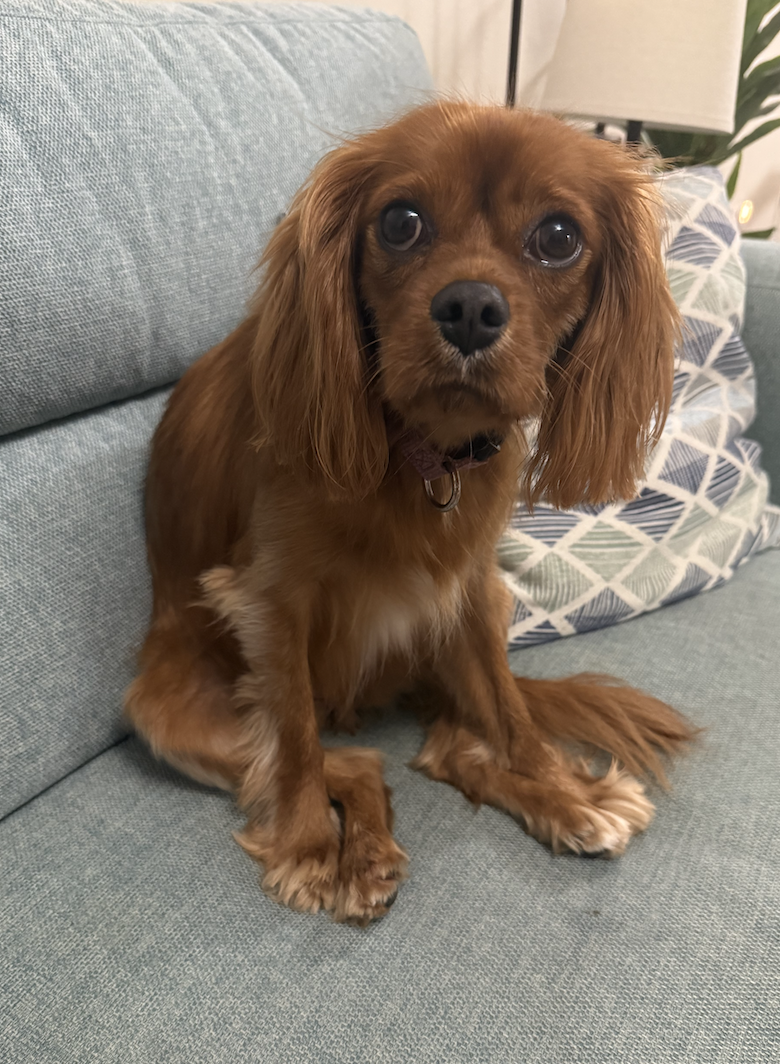 A brown Cavalier King Charles Spaniel dog sitting on a gray couch with a decorative pillow in the background.