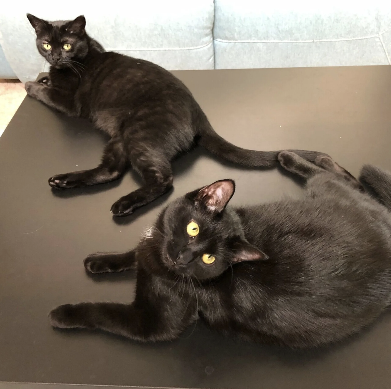 Two black cats lying on a black table, one near the camera and one further away, with a light-colored couch in the background.