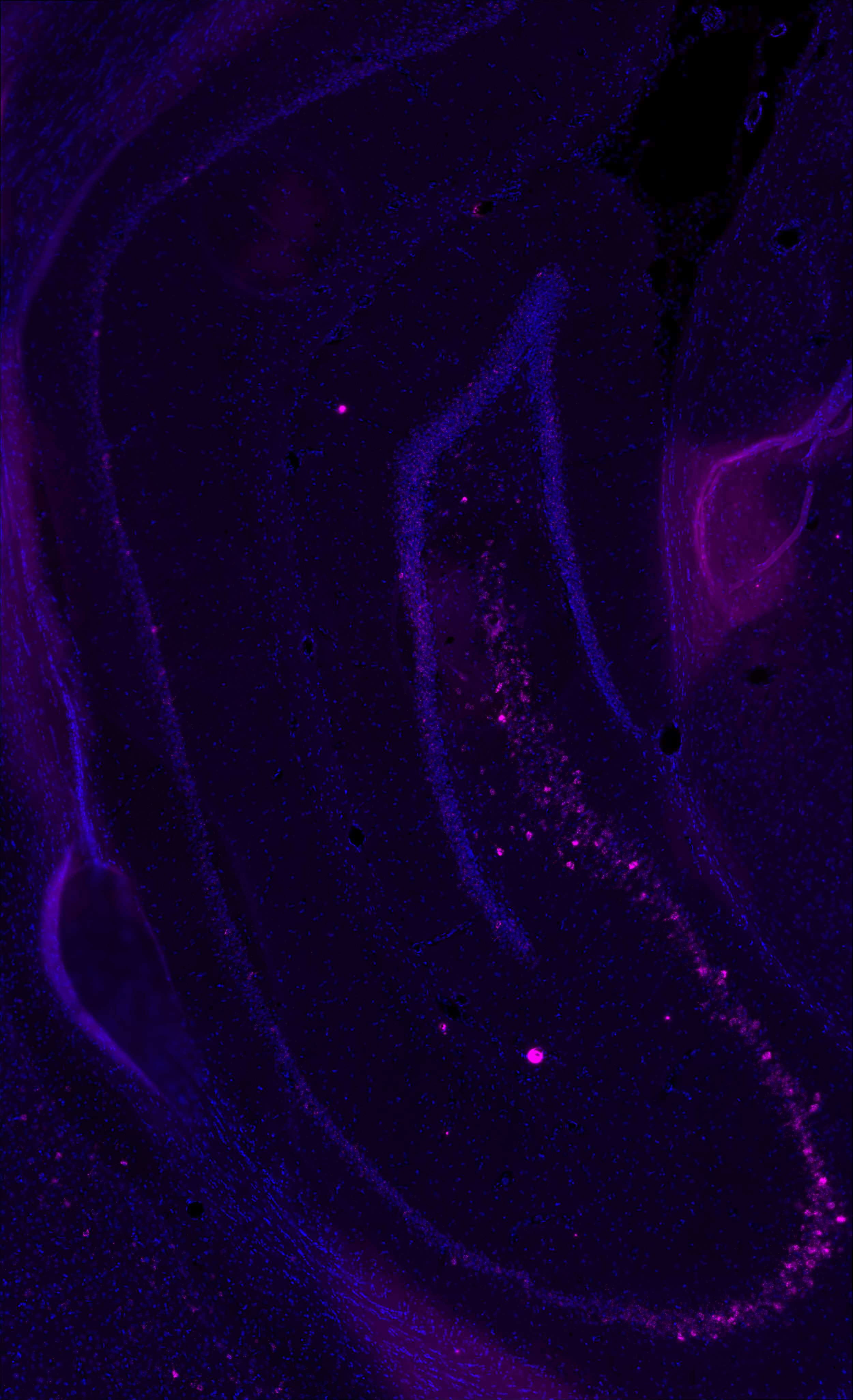 Close-up of a dark surface with glowing purple and blue patterns and tiny specks of light, resembling an abstract or microscopic view.