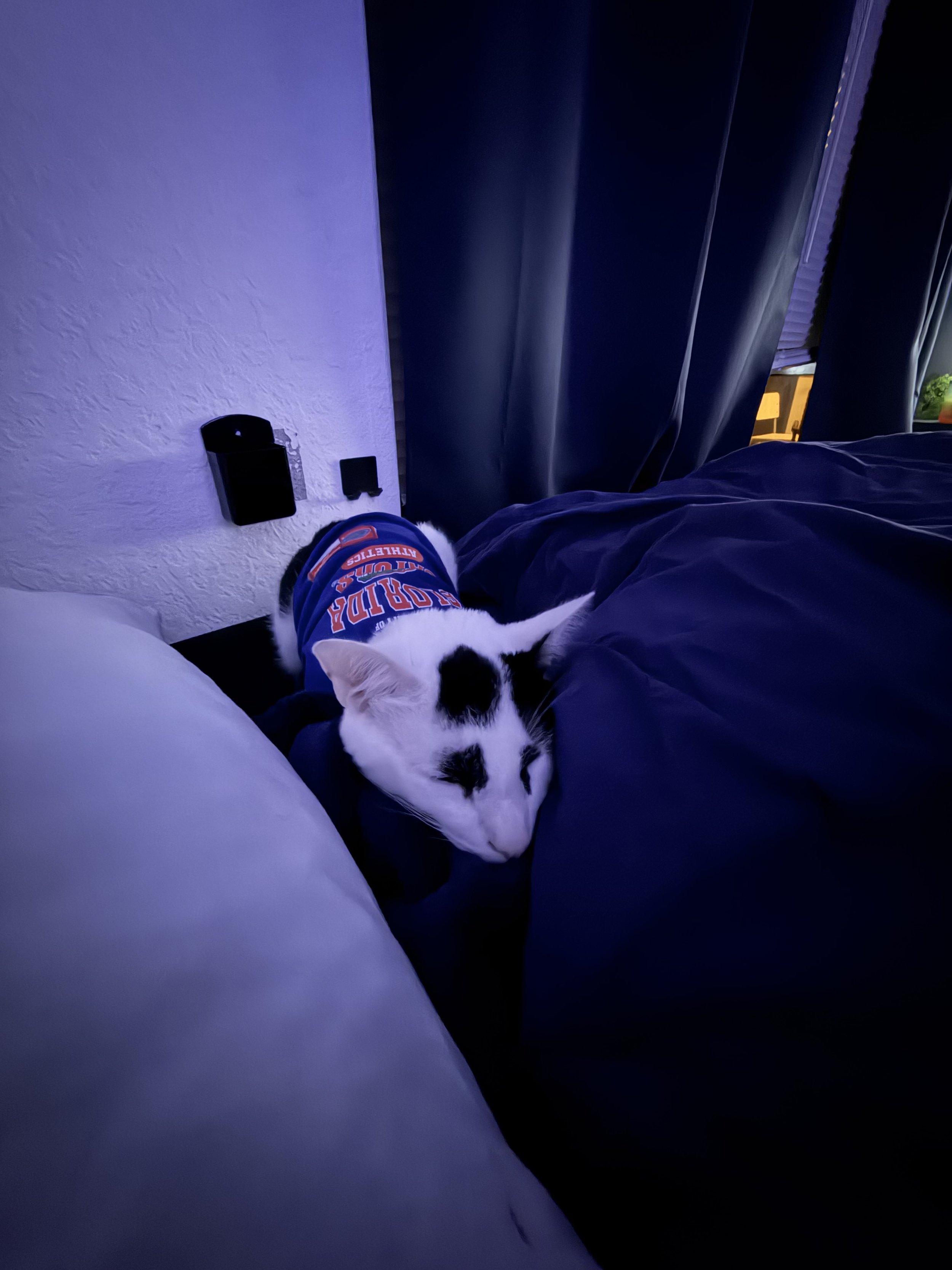 A black and white cat sleeping on a bed near a white pillow with blue and orange clothing, in a dimly lit room with dark curtains and a wall with a black electronic device and a small black object.