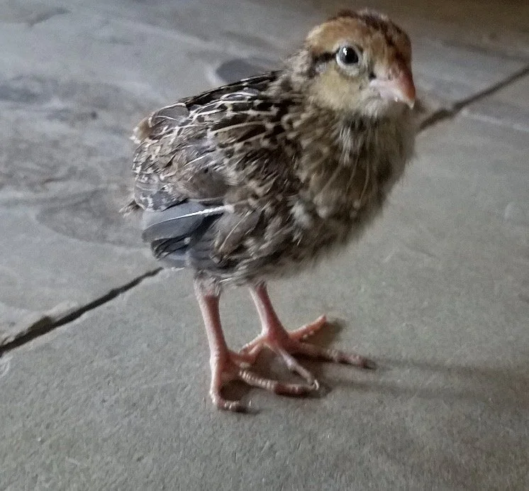 A small, fluffy bird with brown and gray feathers standing on a gray tiled floor.