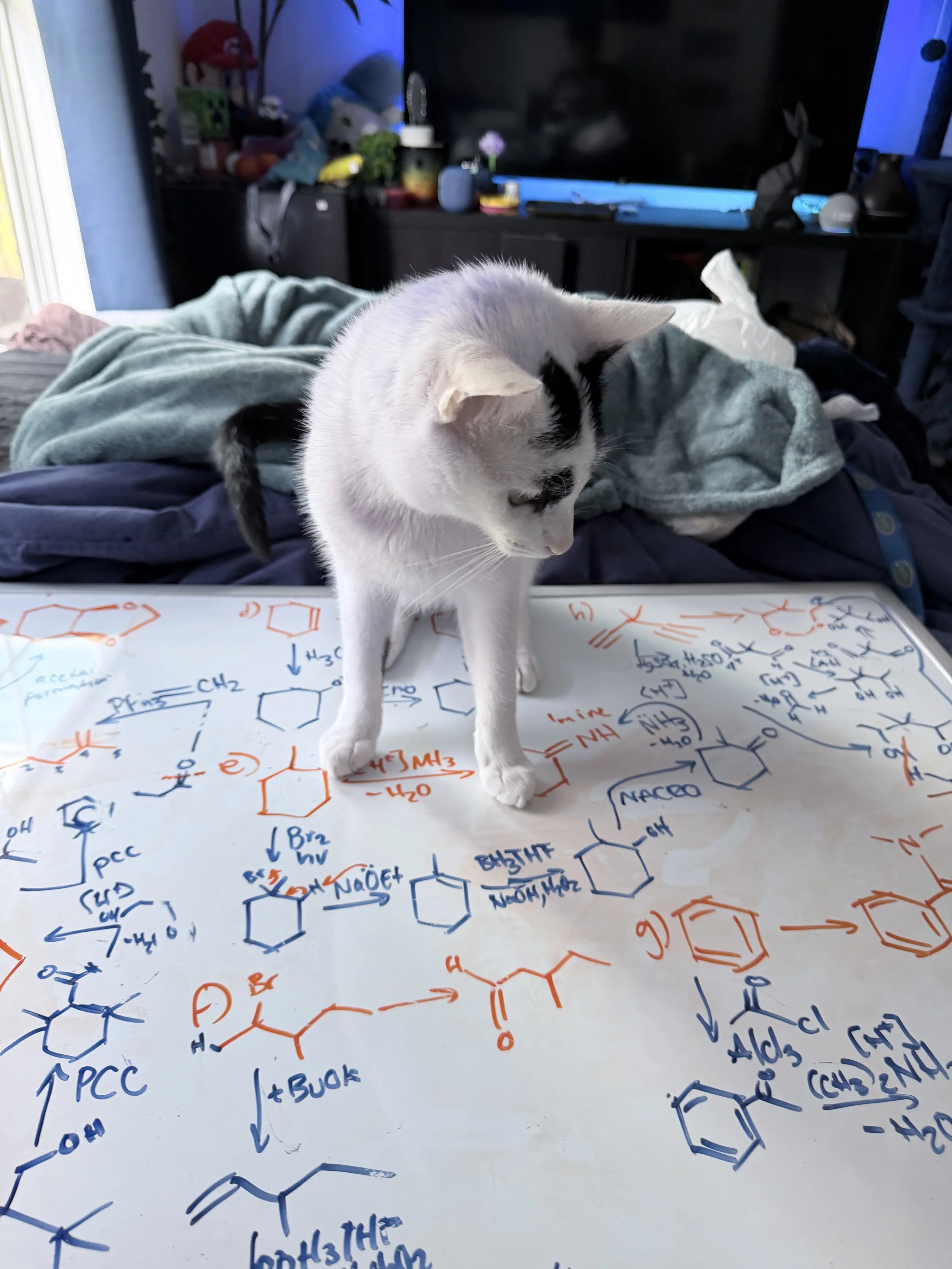 A white cat with black markings on its face and back is sitting on a large sheet of paper filled with colorful scientific chemical structures and equations, on top of a bed with blue and gray bedding, in a room with a television, stuffed animals, and various items in the background.
