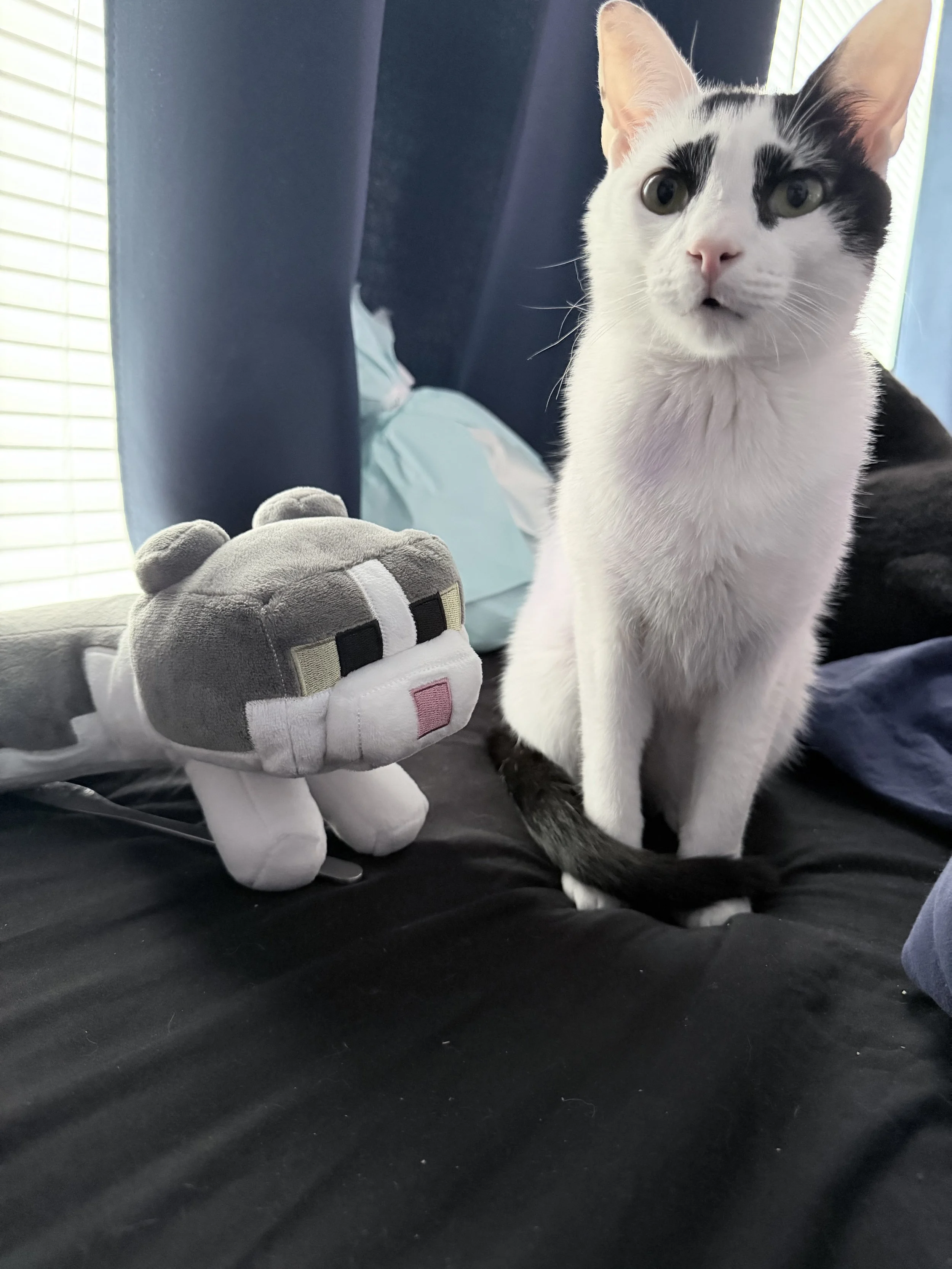 A black and white cat sitting on black fabric, with a plush toy in the shape of a character from a video game, and window blinds in the background.