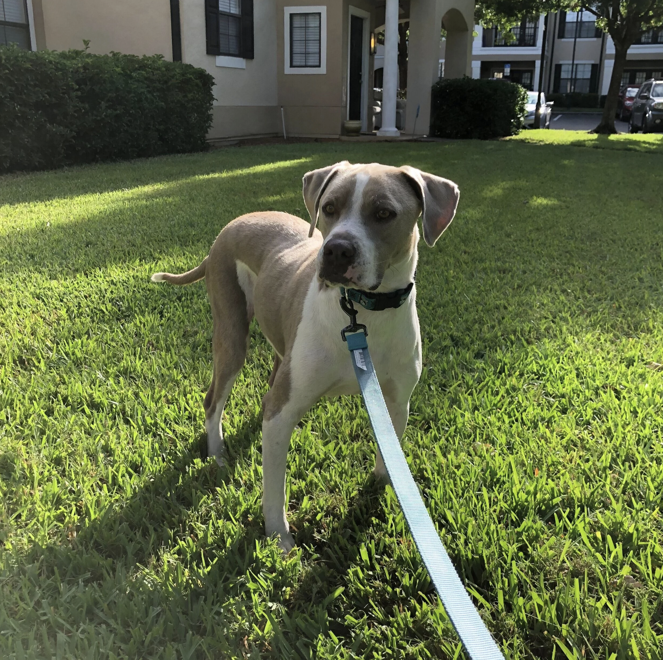 A light-colored dog, possibly a Labrador mix, standing on a grassy lawn with a leash in the foreground. The dog is looking slightly to the side, and there are apartment buildings and parked cars in the background.