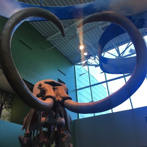 mammoth-resurrected-using-augmented-reality-at-the-florida-museum-of-natural-history-4.jpg